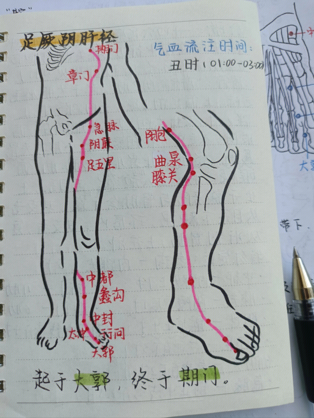小腿肝经的准确位置图图片