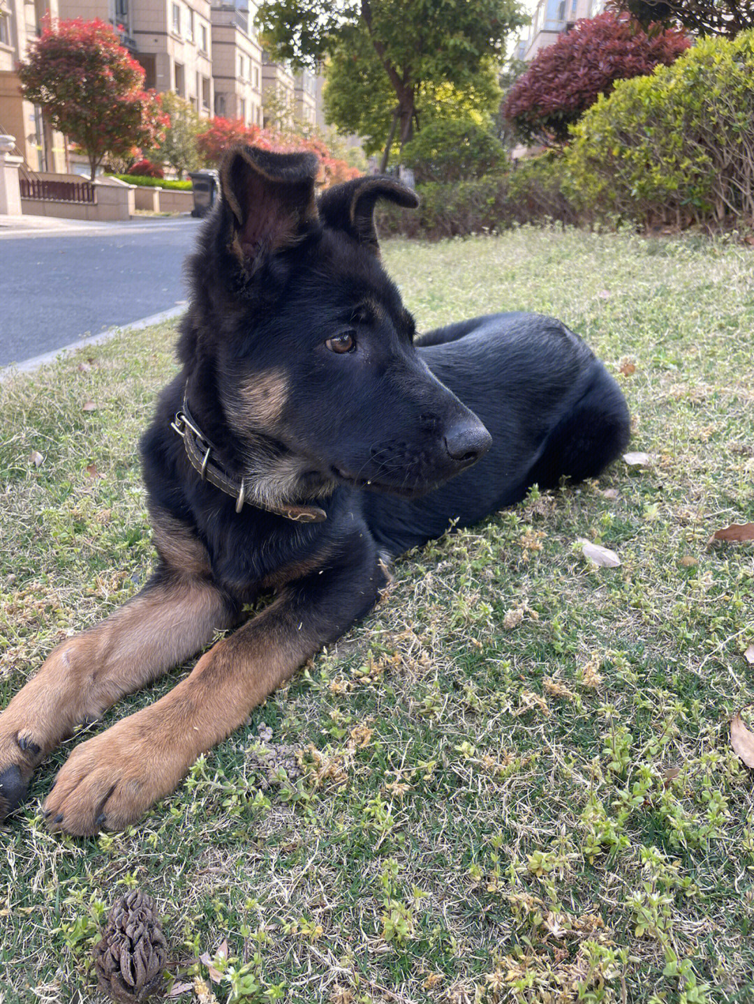 西德犬幼犬三个月图片图片