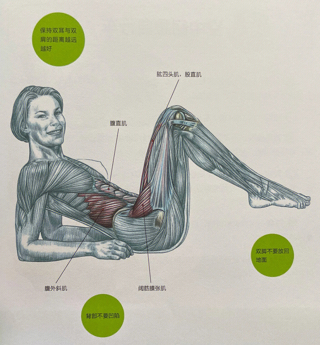 阔筋膜张肌功能图片