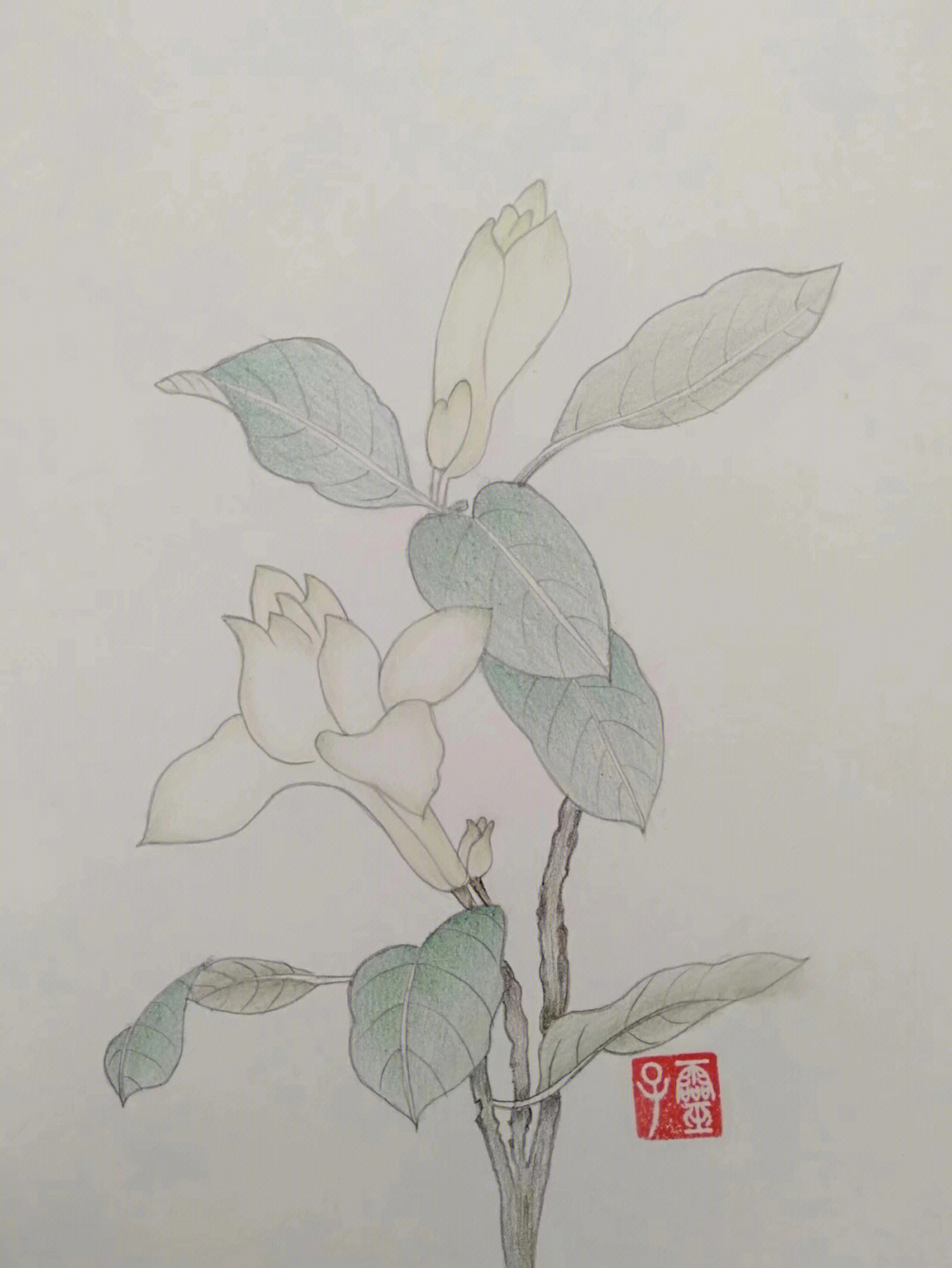 彩铅画27栀子花