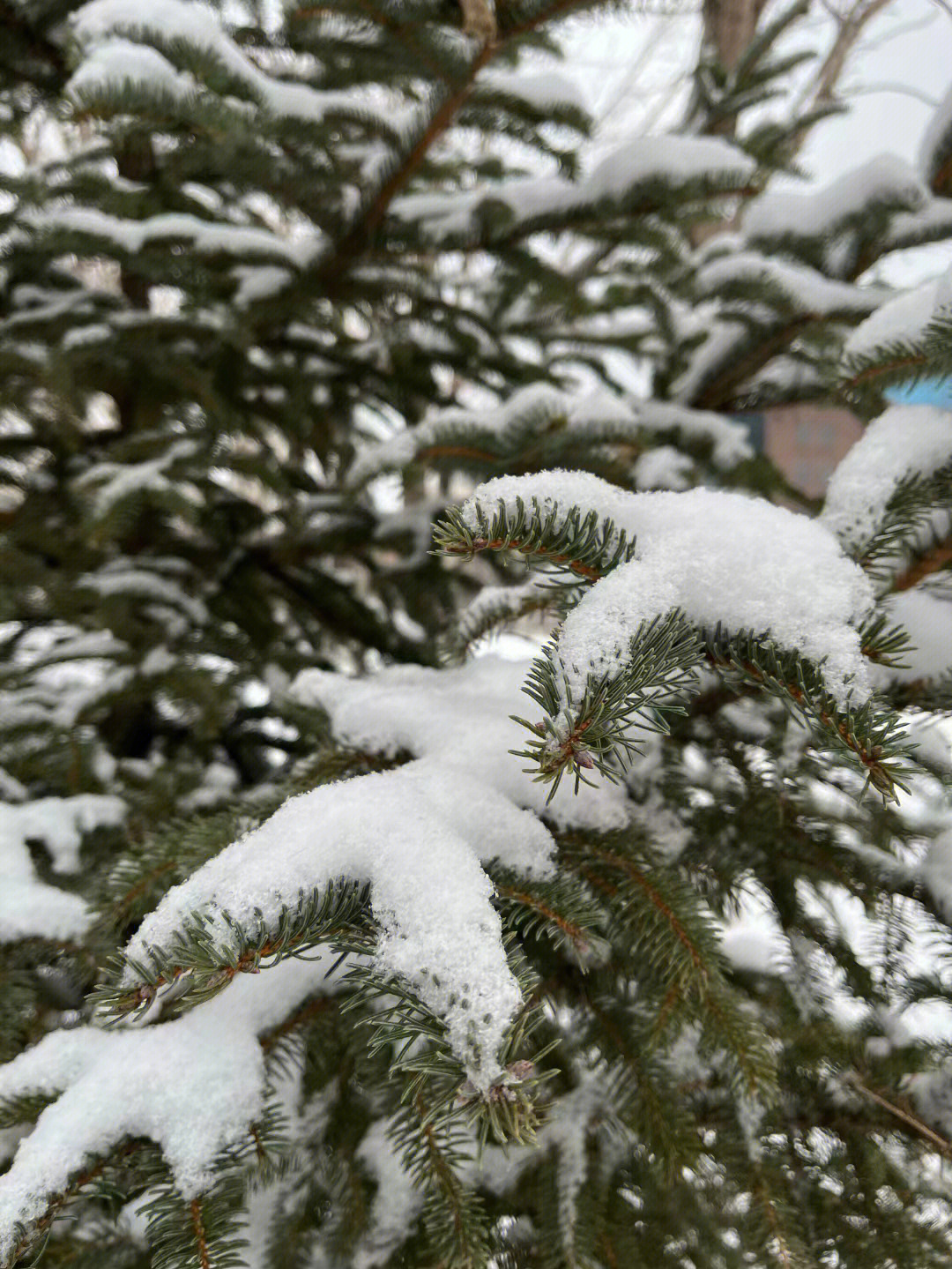 吉林动画学院的第一次下雪