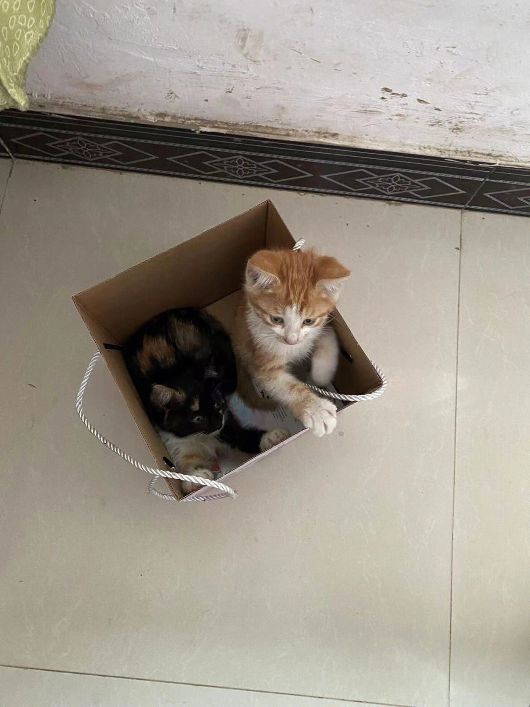 西安流浪猫收养中心图片