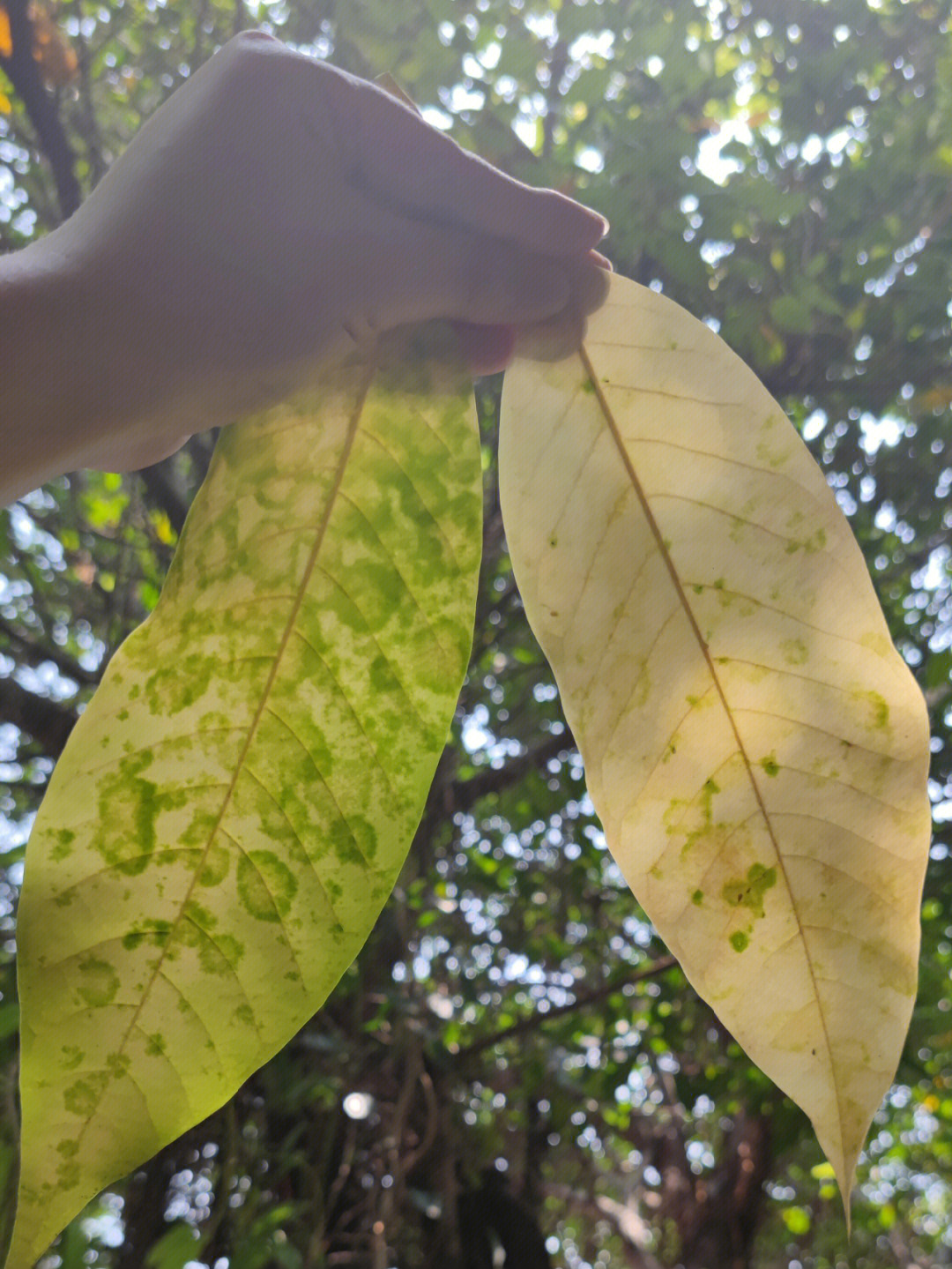 发现两片好看的叶子,猜一下是啥植物呀(图四有答案)