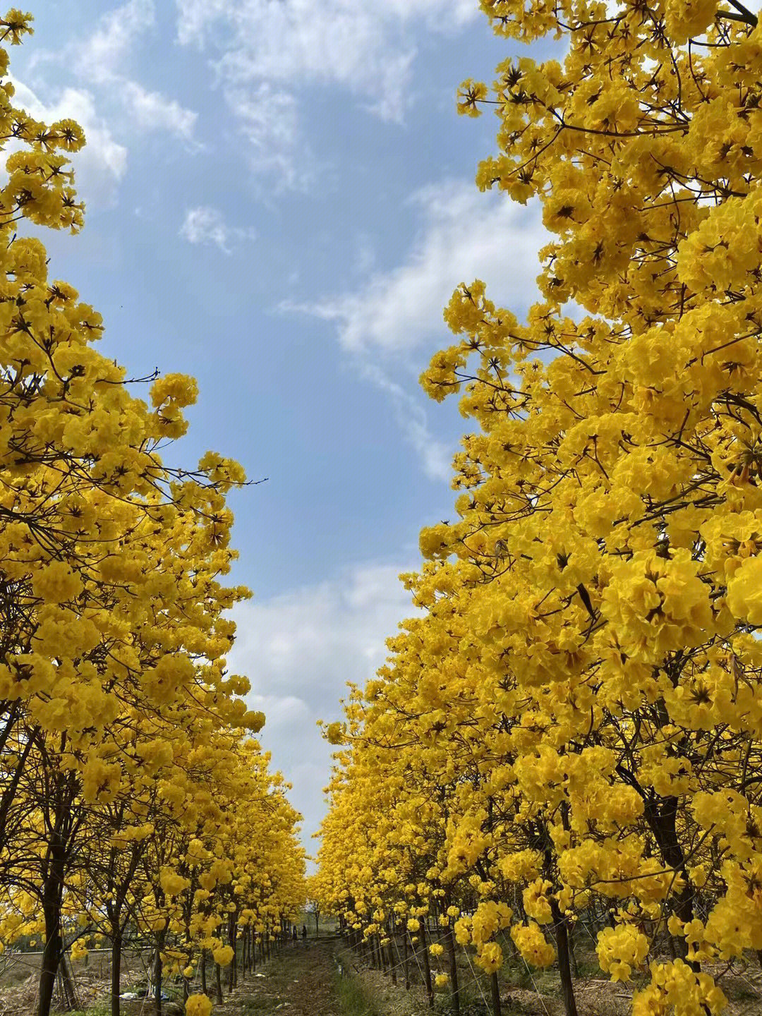 黄风铃花