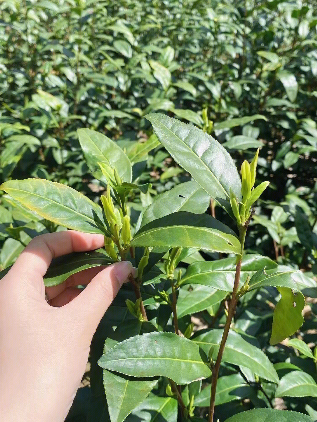 霍山黄芽茶树图片