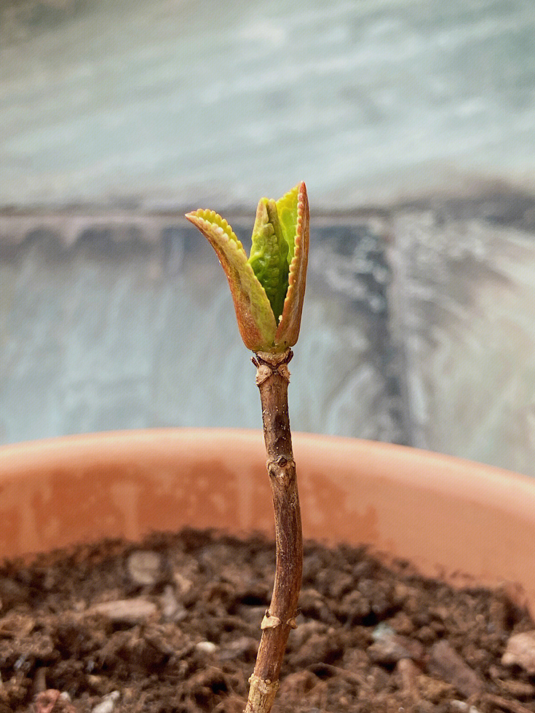 绣球花芽与叶芽图片图片