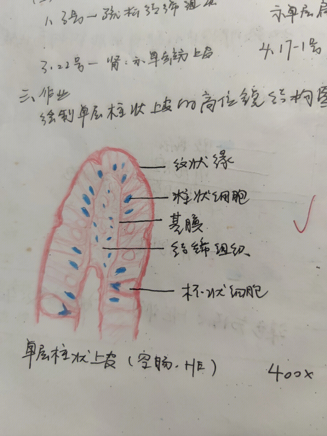 组胚胆囊绘图图片