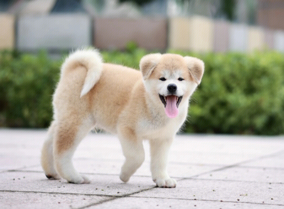 一个月秋田犬幼犬图片图片