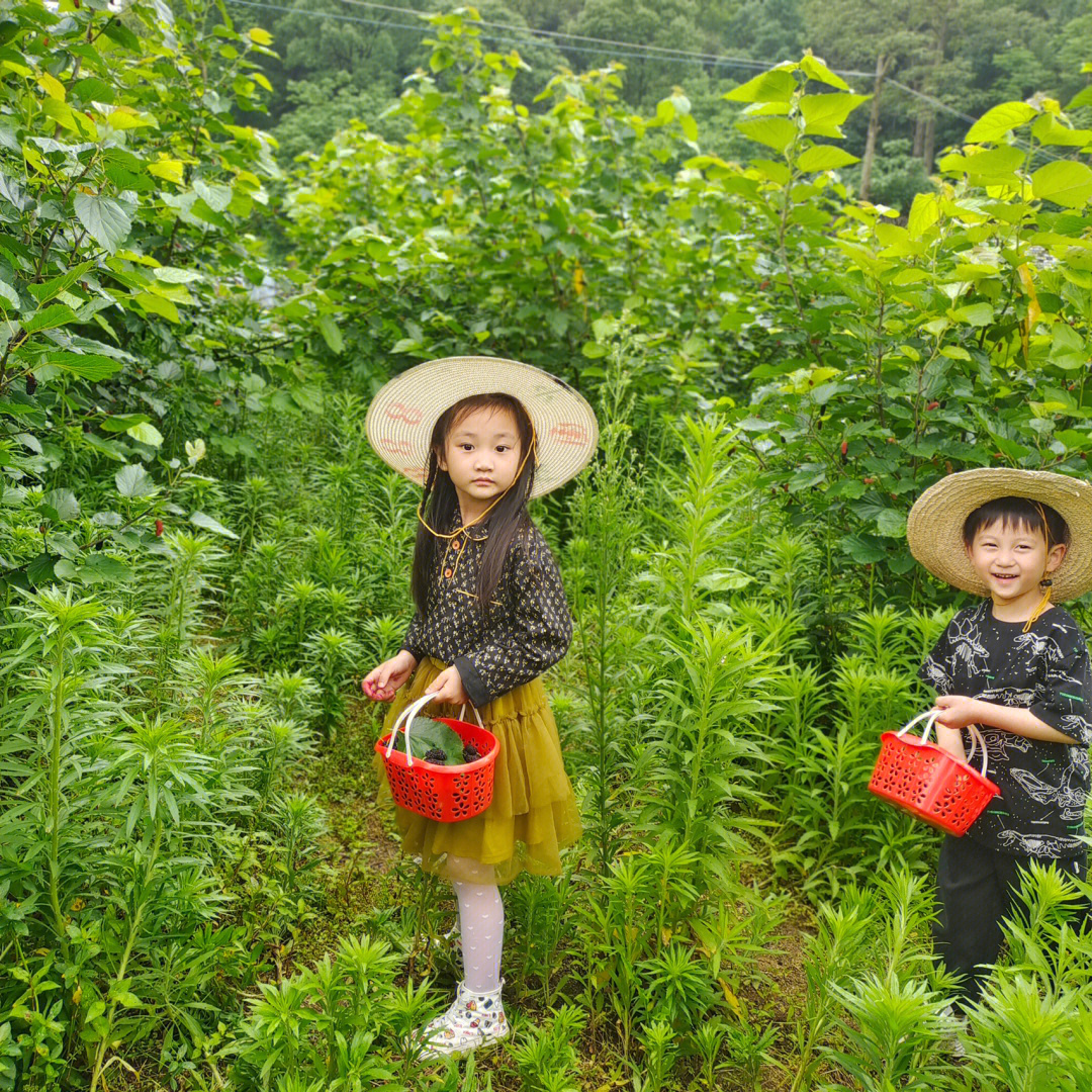 生日桑葚采摘记