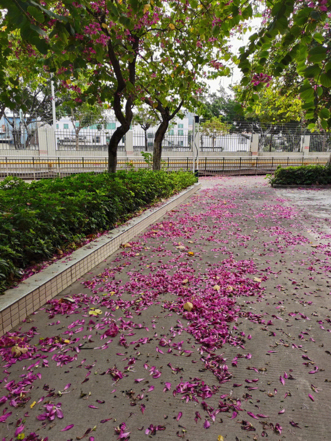 落花凄凉图片