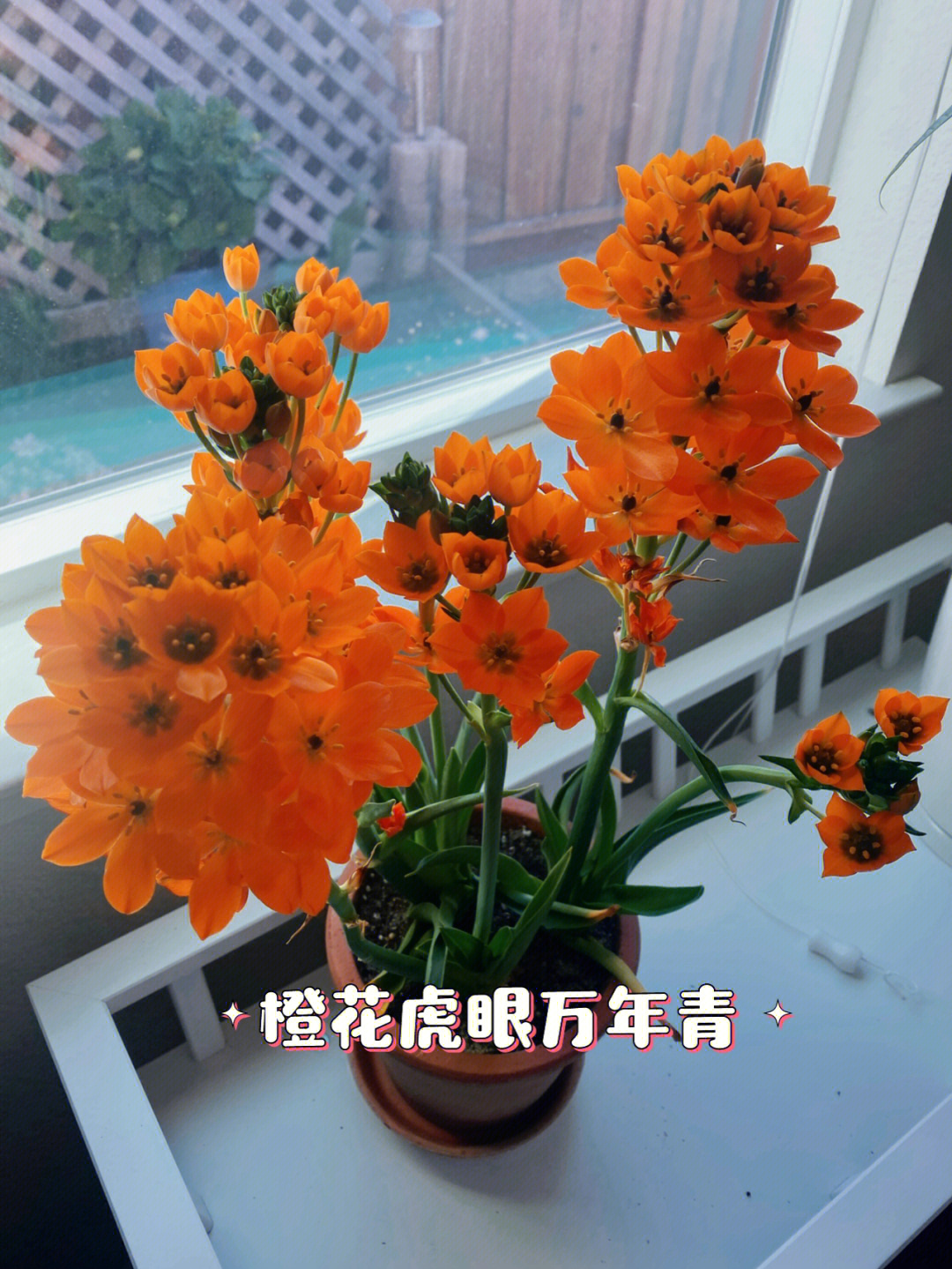 种花笔记橙花虎眼万年青