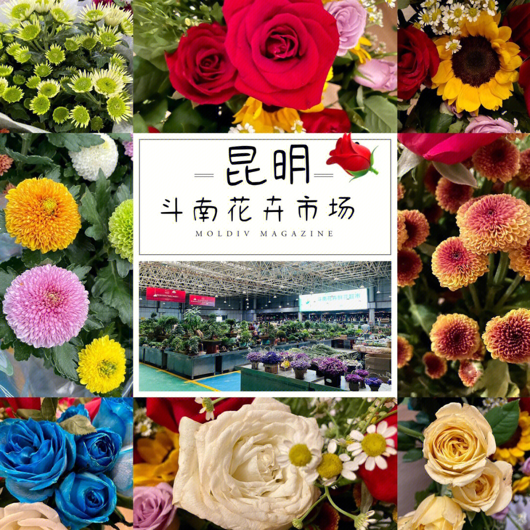 斗南花卉市场买花攻略图片