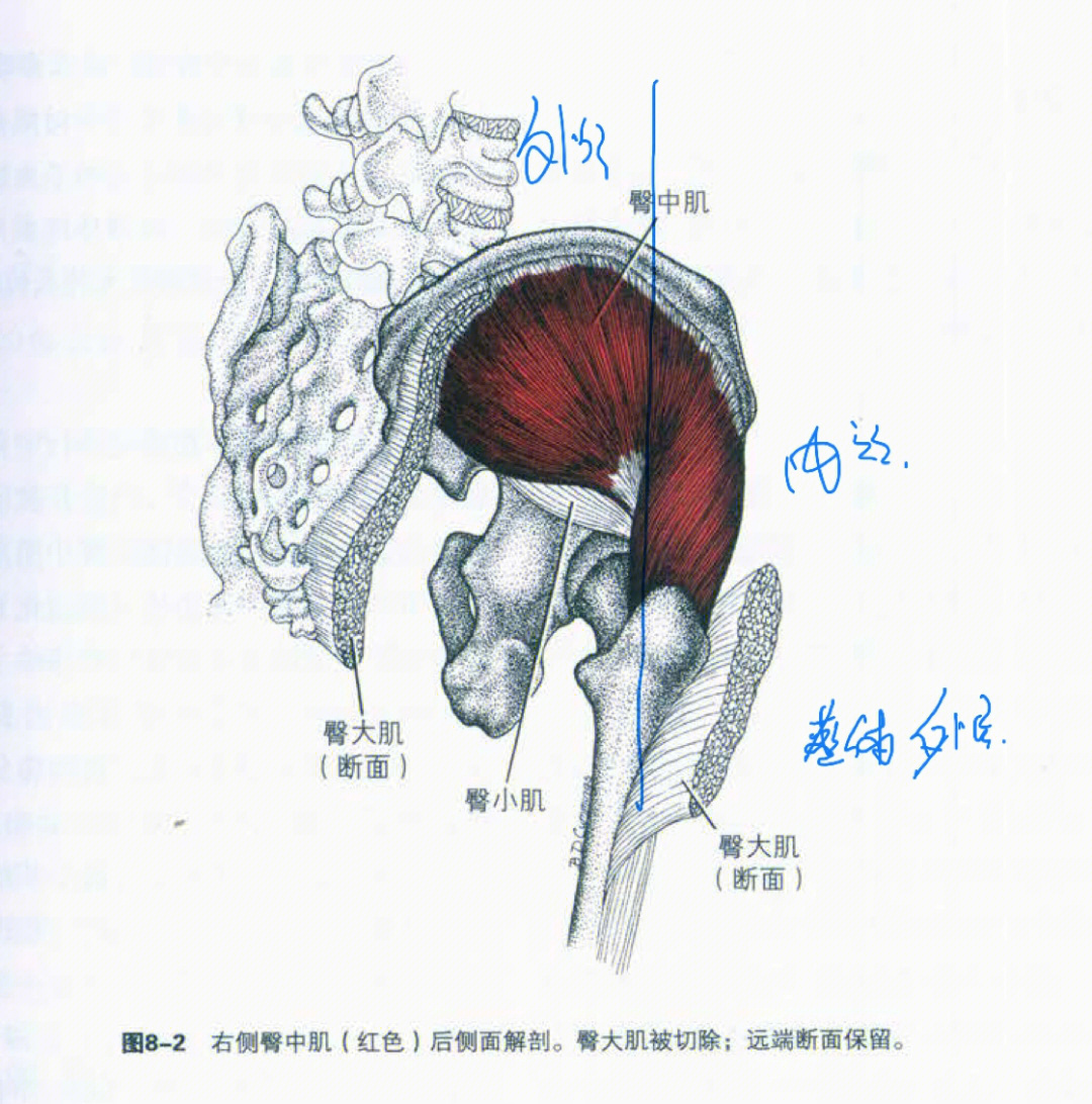 78臀中肌