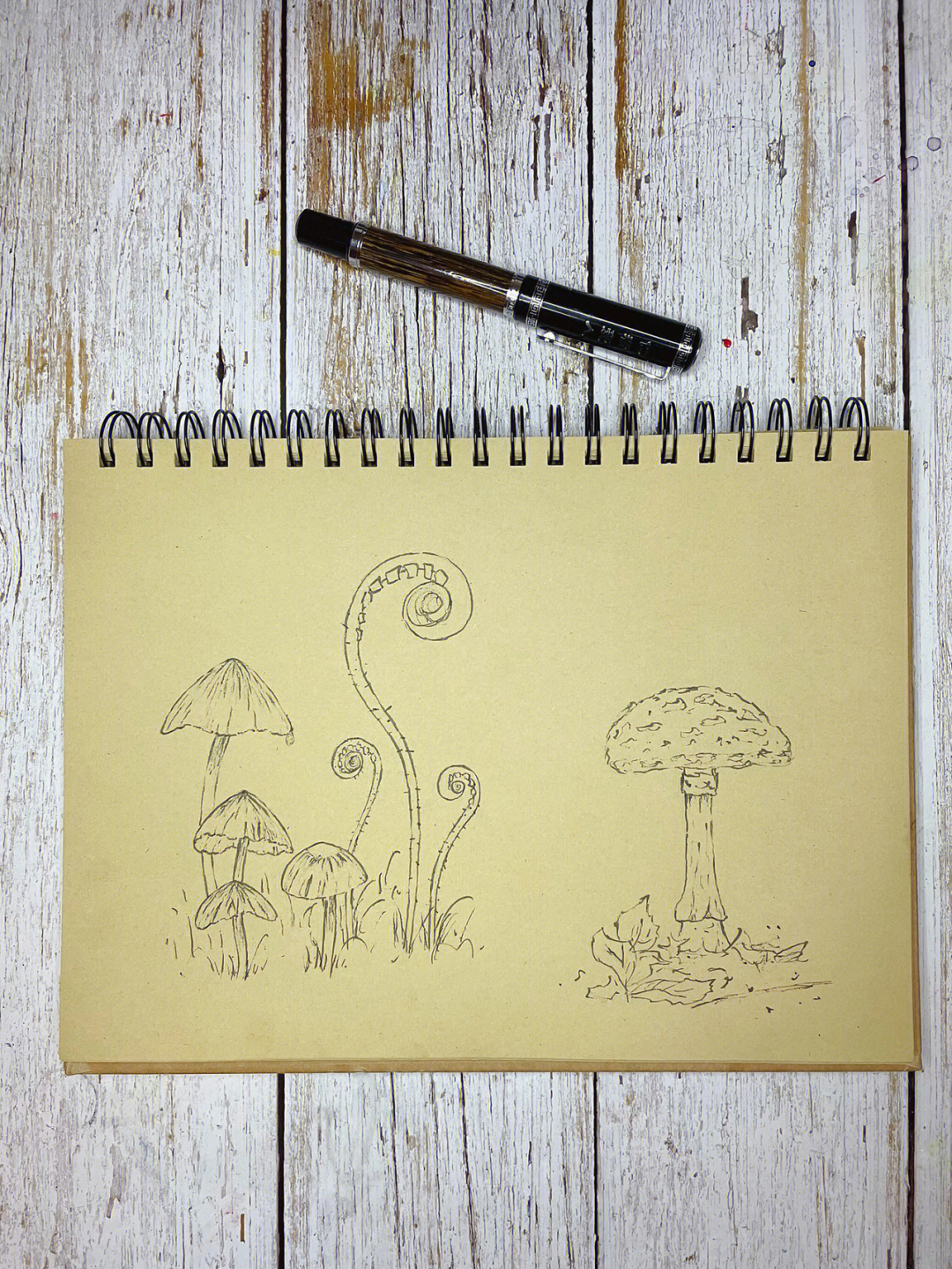 蘑菇素描图片简单图片