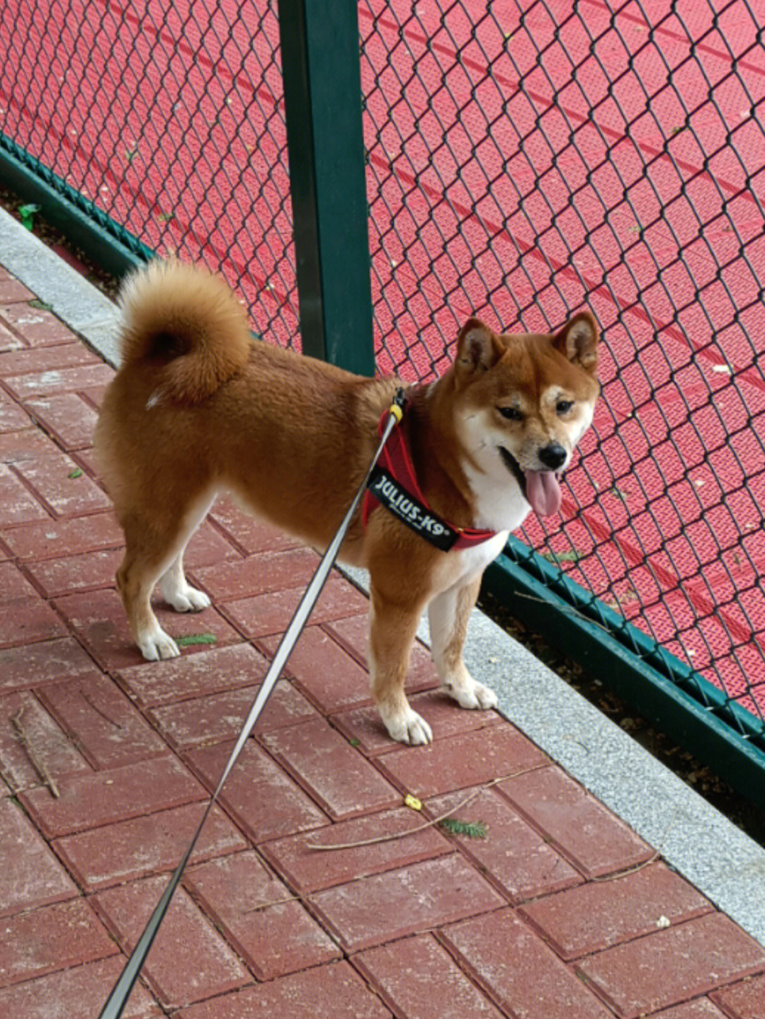 胡麻柴犬图片赤色图片