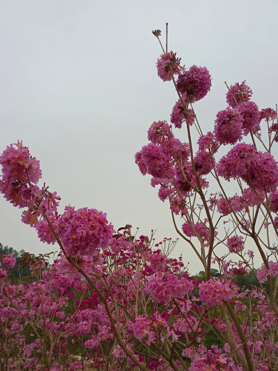 紫花风铃木