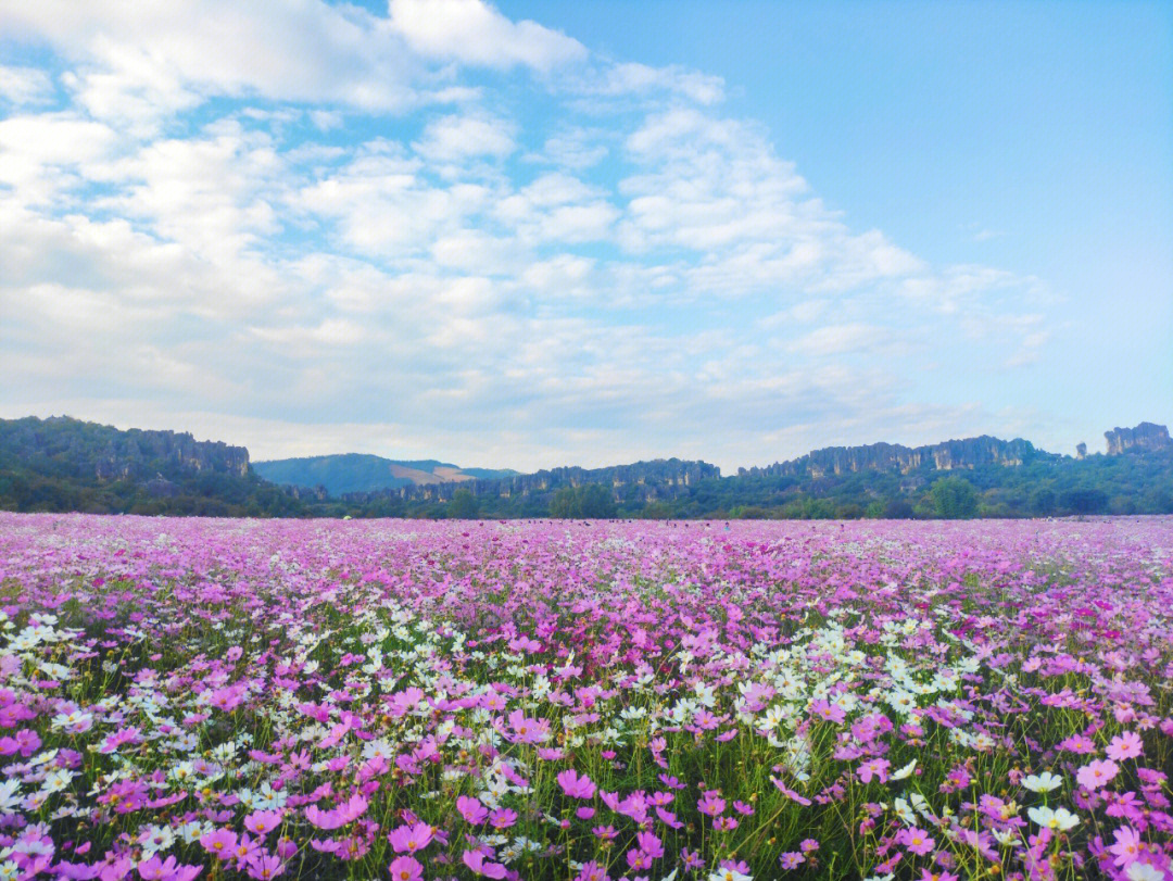 乃古石林格桑花地址图片