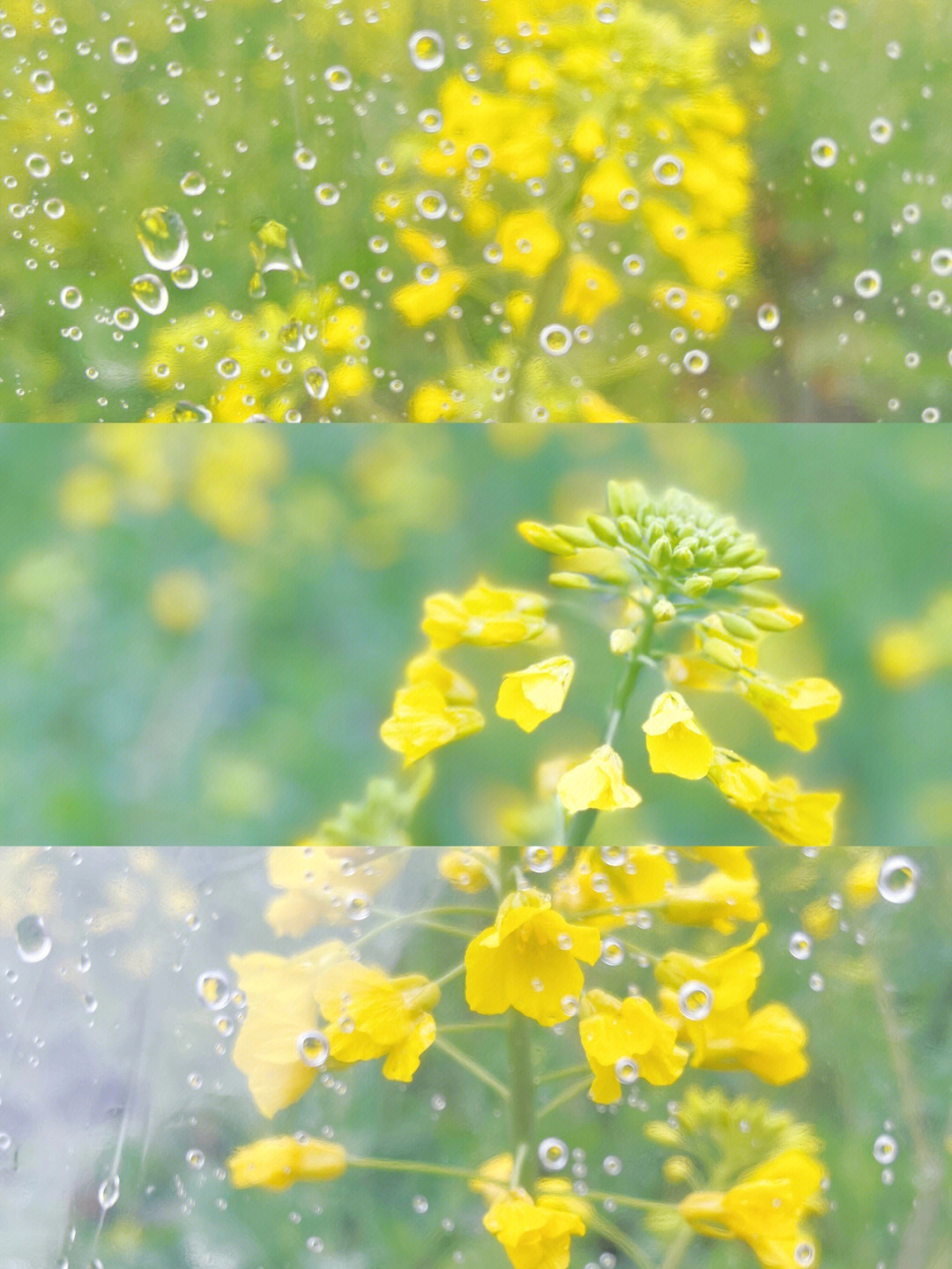 油菜花气味味道图片