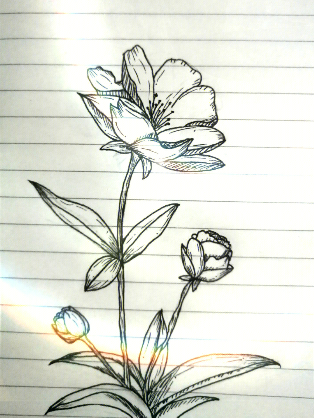 一朵海棠花怎么画图片