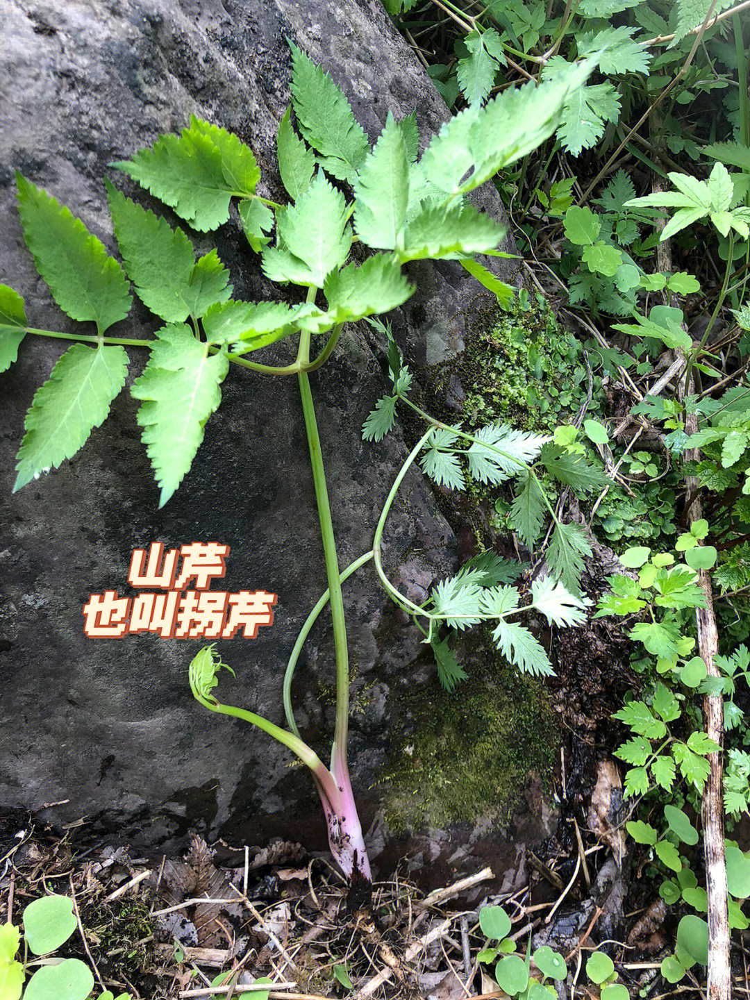 拐芹当归图片