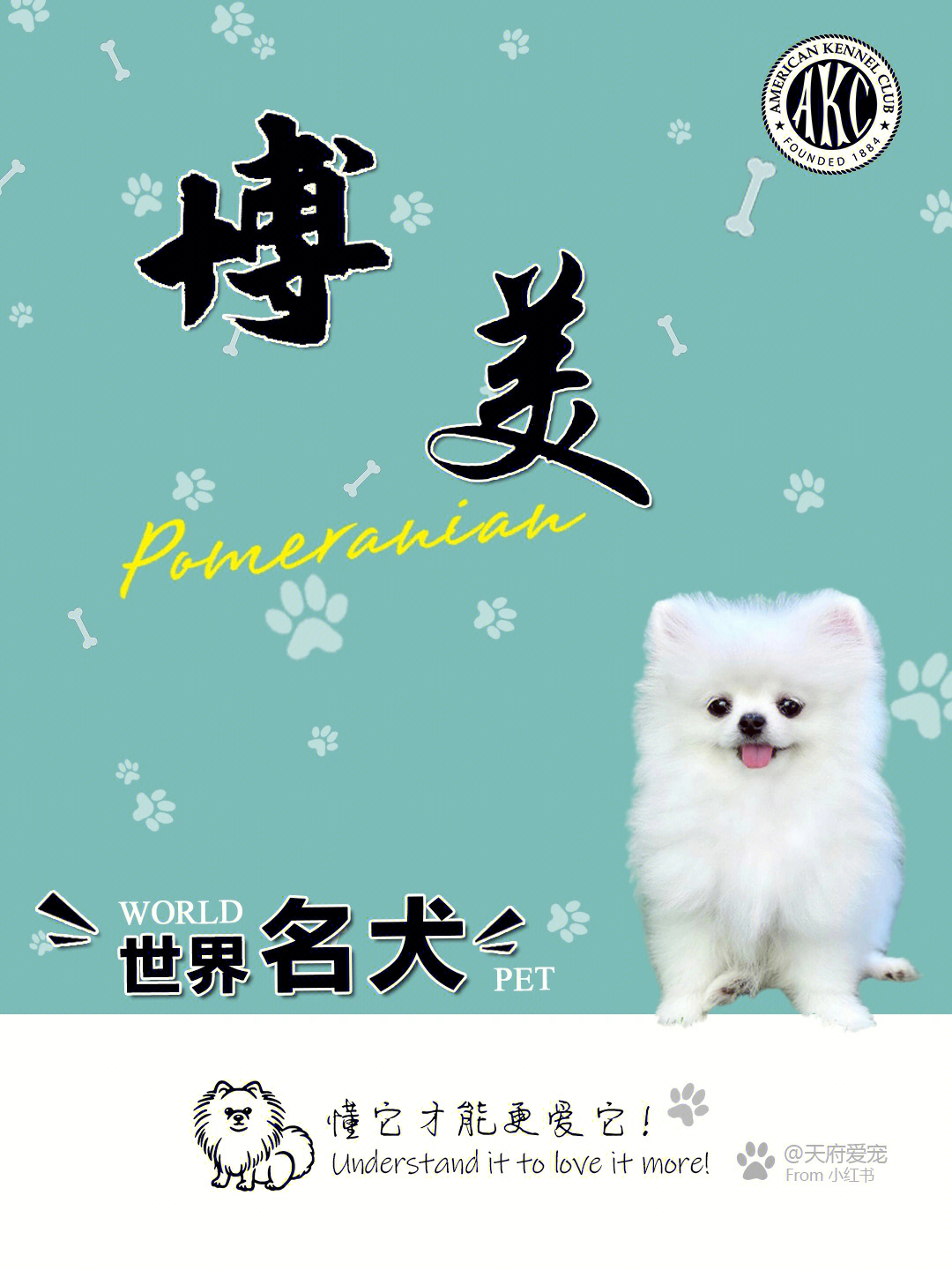 小型犬图片大全带名字图片