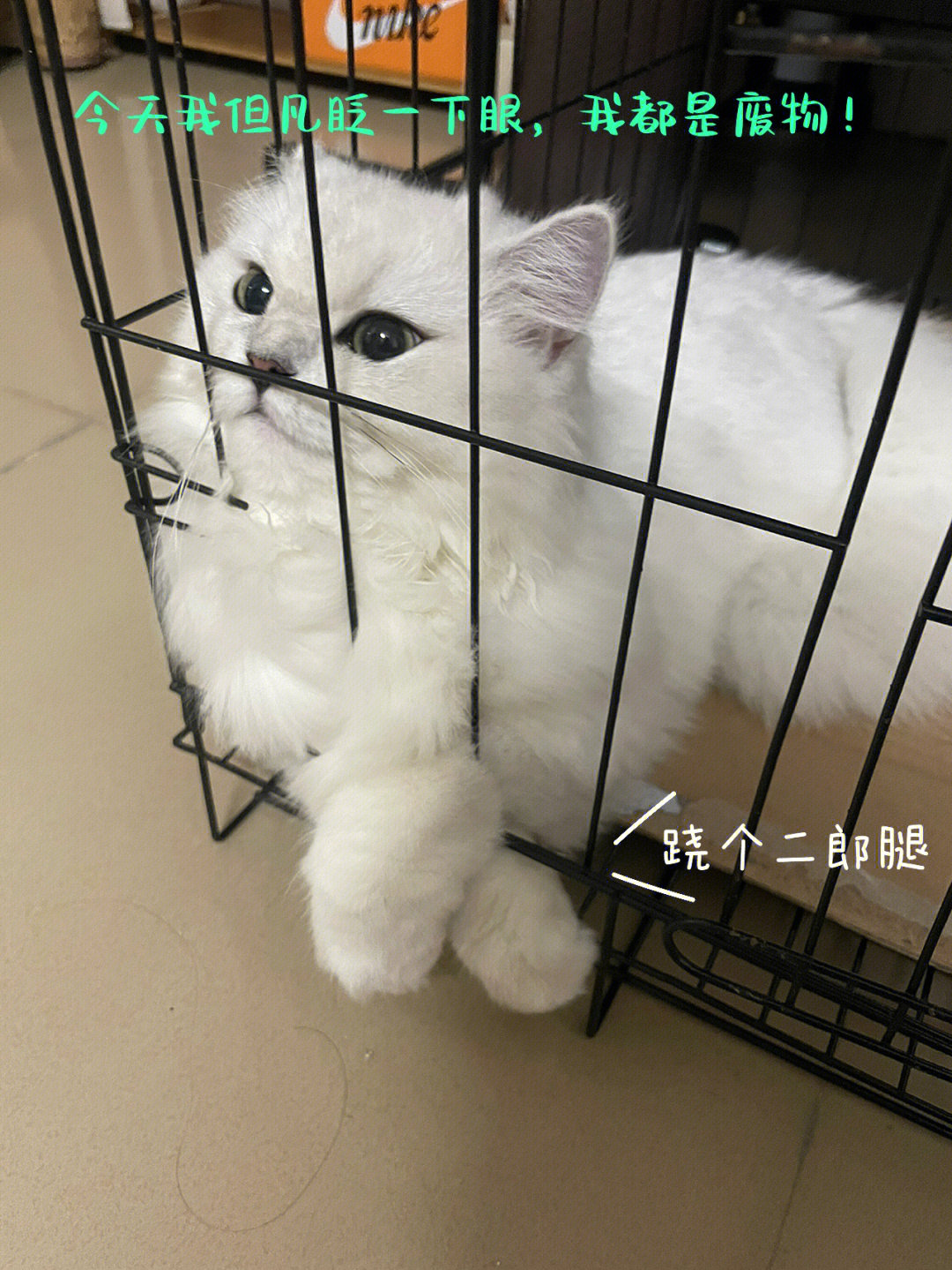 关于猫咬了我一口还不知悔改这件事