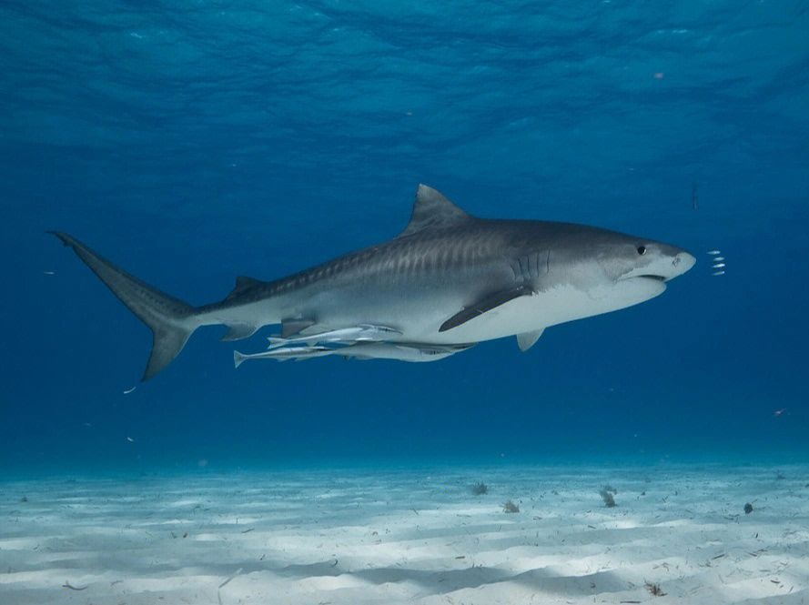 人类次数仅次于大白鲨的凶猛食肉动物,被认为是最危险的鲨鱼物种之一
