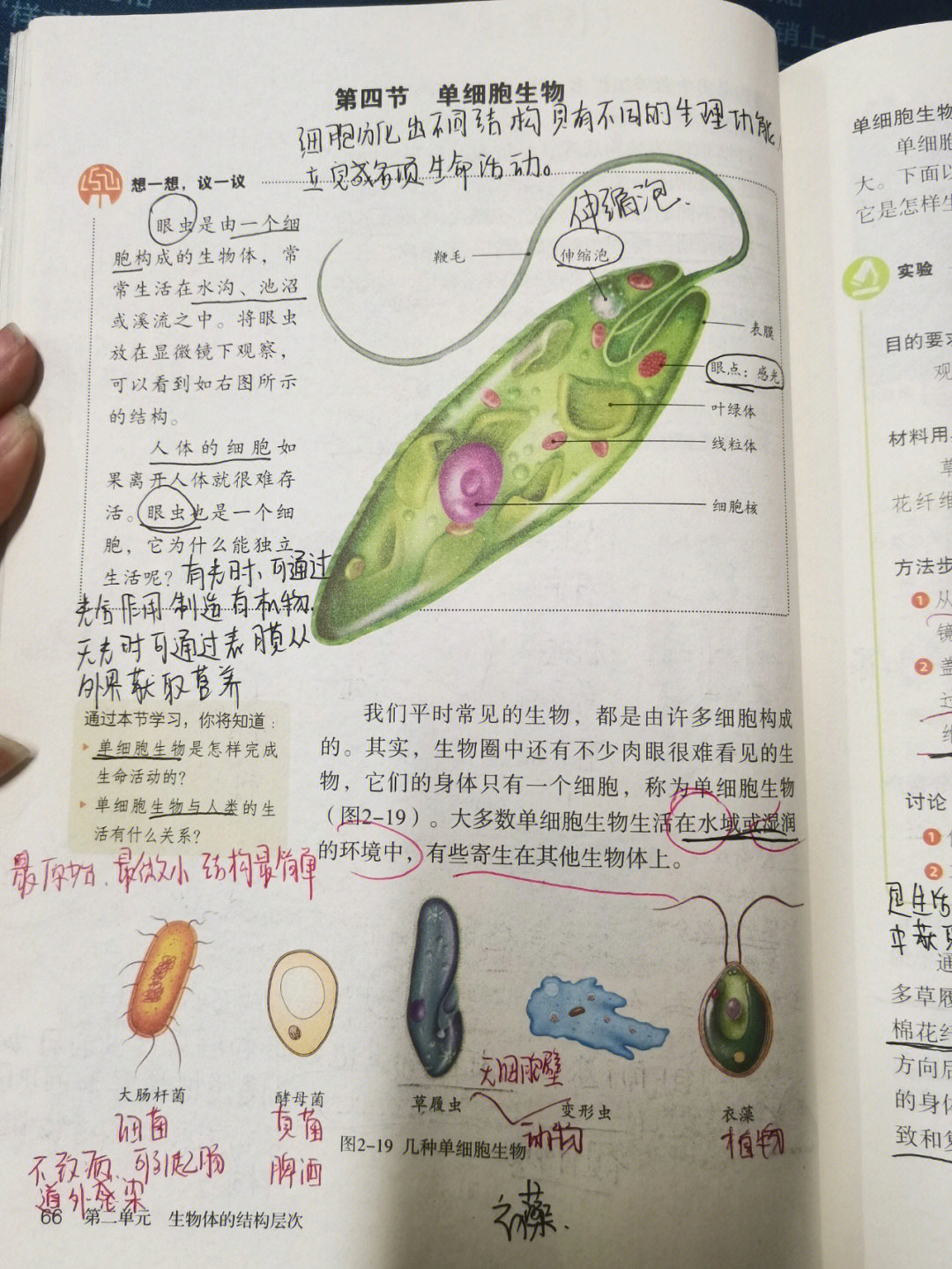 单细胞生物 架子鼓图片