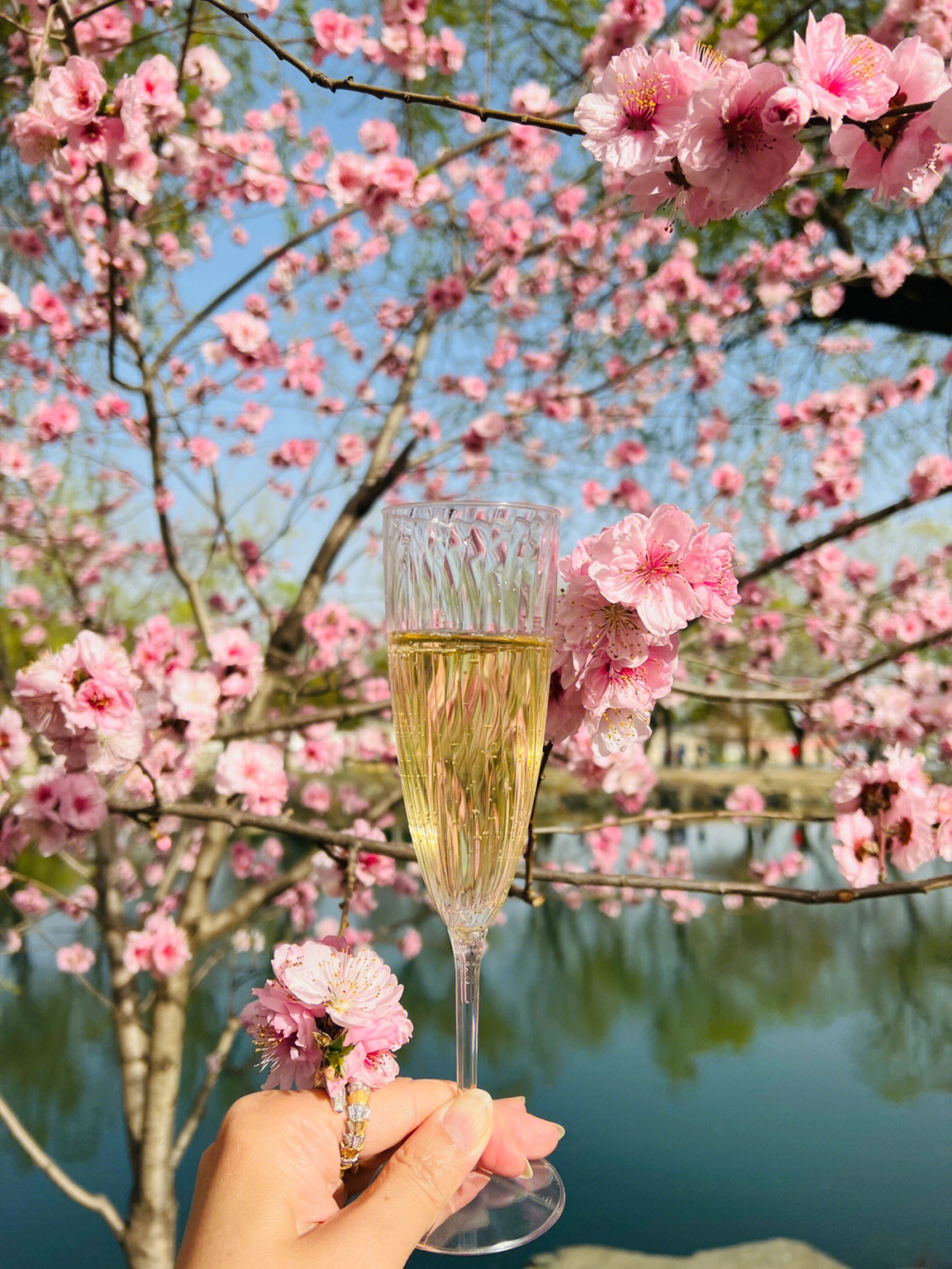 颐和园桃花树下喝香槟00