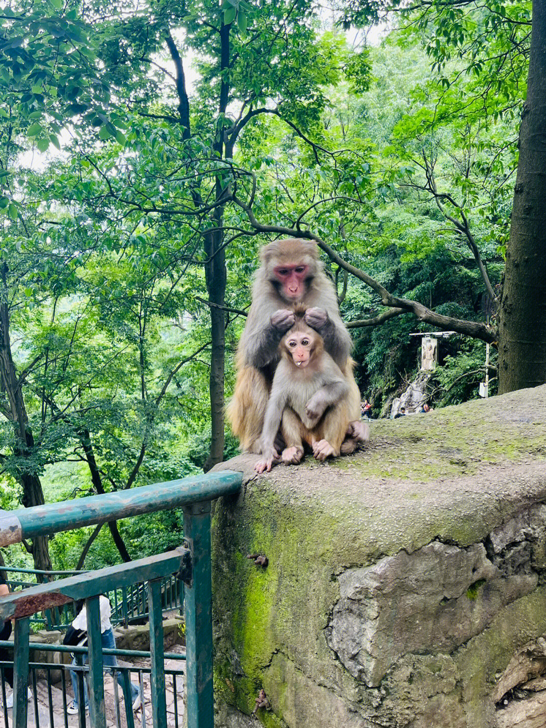 黔灵山公园看猴子