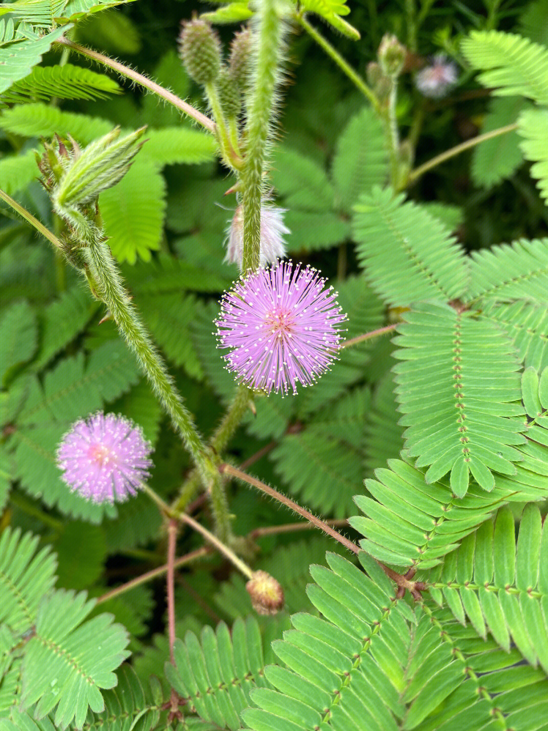 含羞草的花�原来长这样