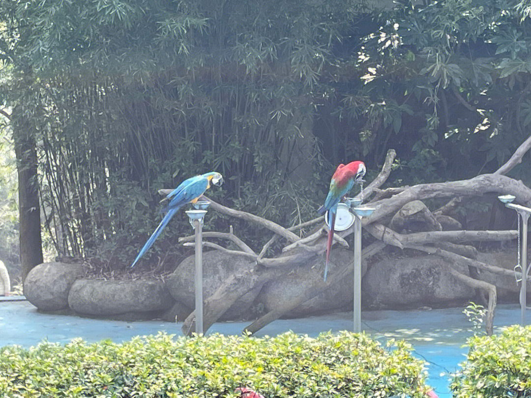 珠海斗门动物园图片