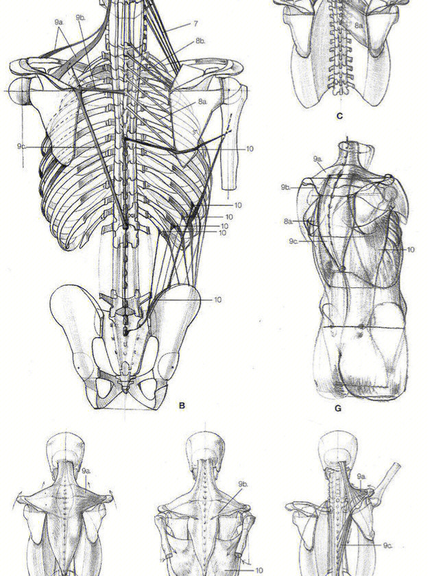 人体骨骼背面速写图片