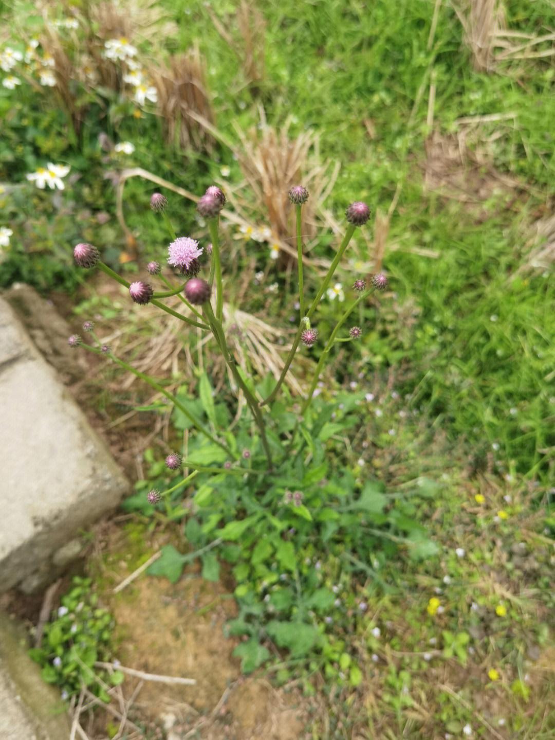 刺桐的雄蕊类型图片