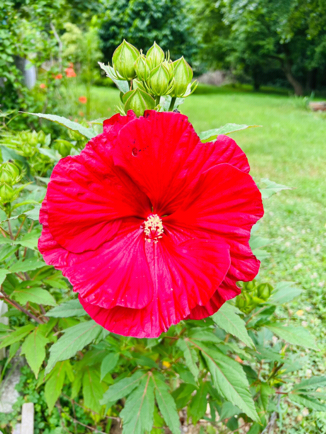 大花芙蓉葵