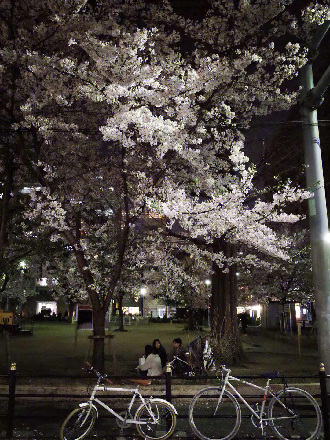 京都夜樱