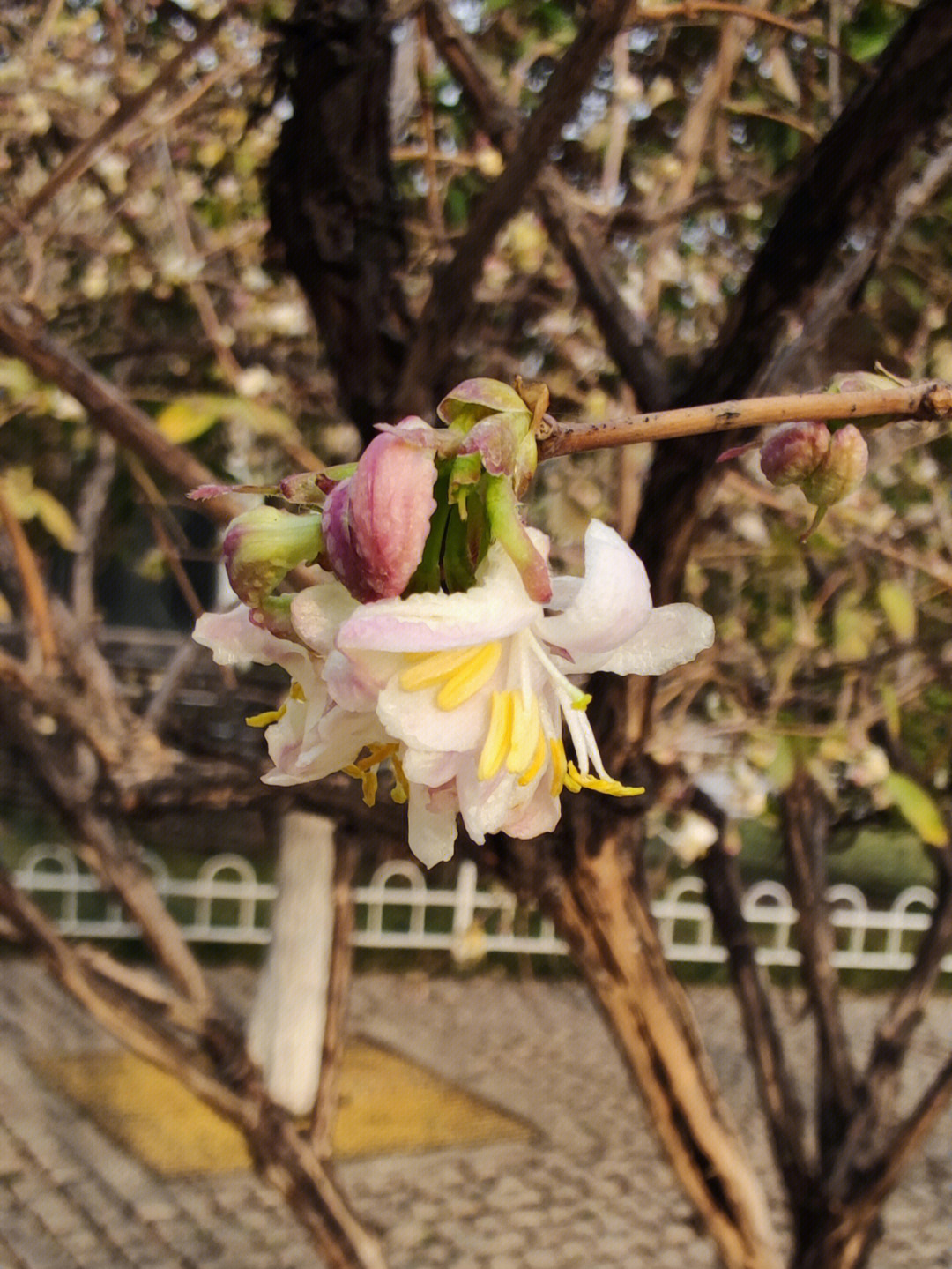 郁香忍冬花语图片