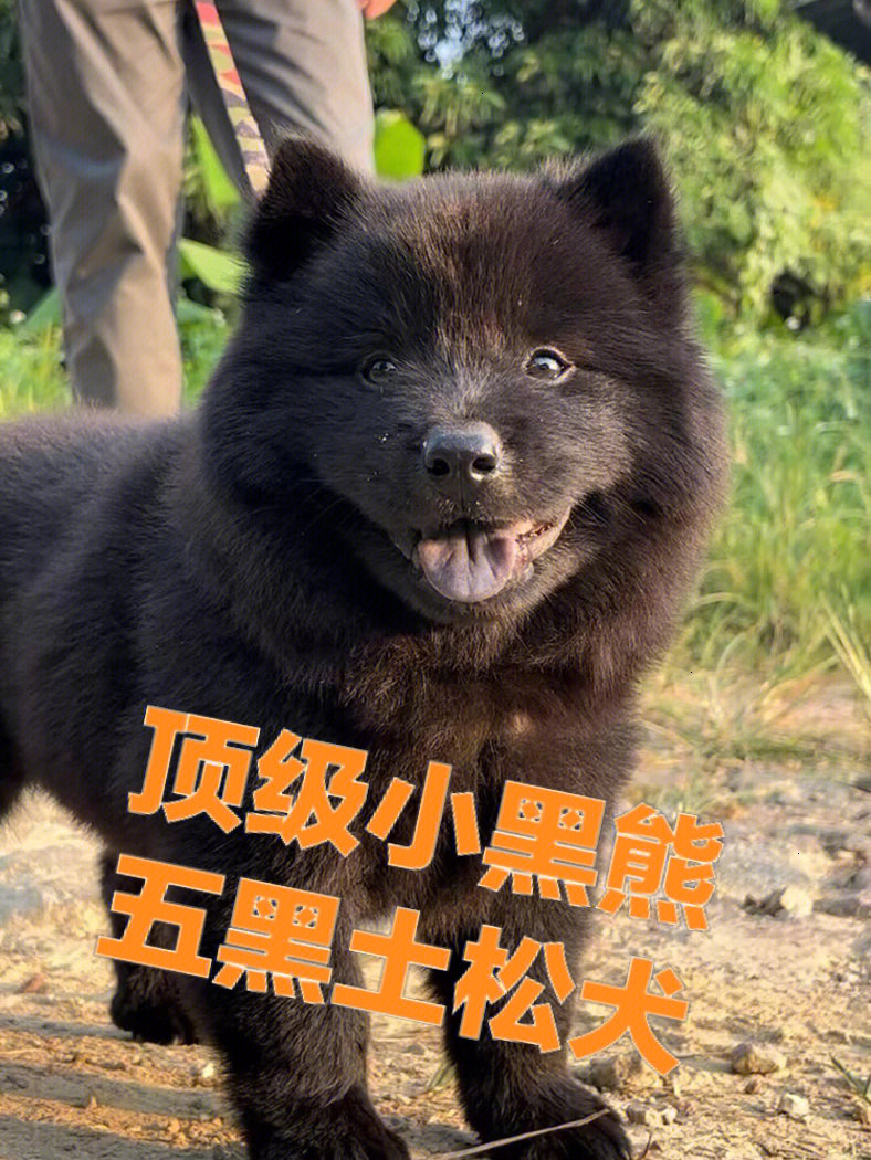 中国熊犬介绍图片