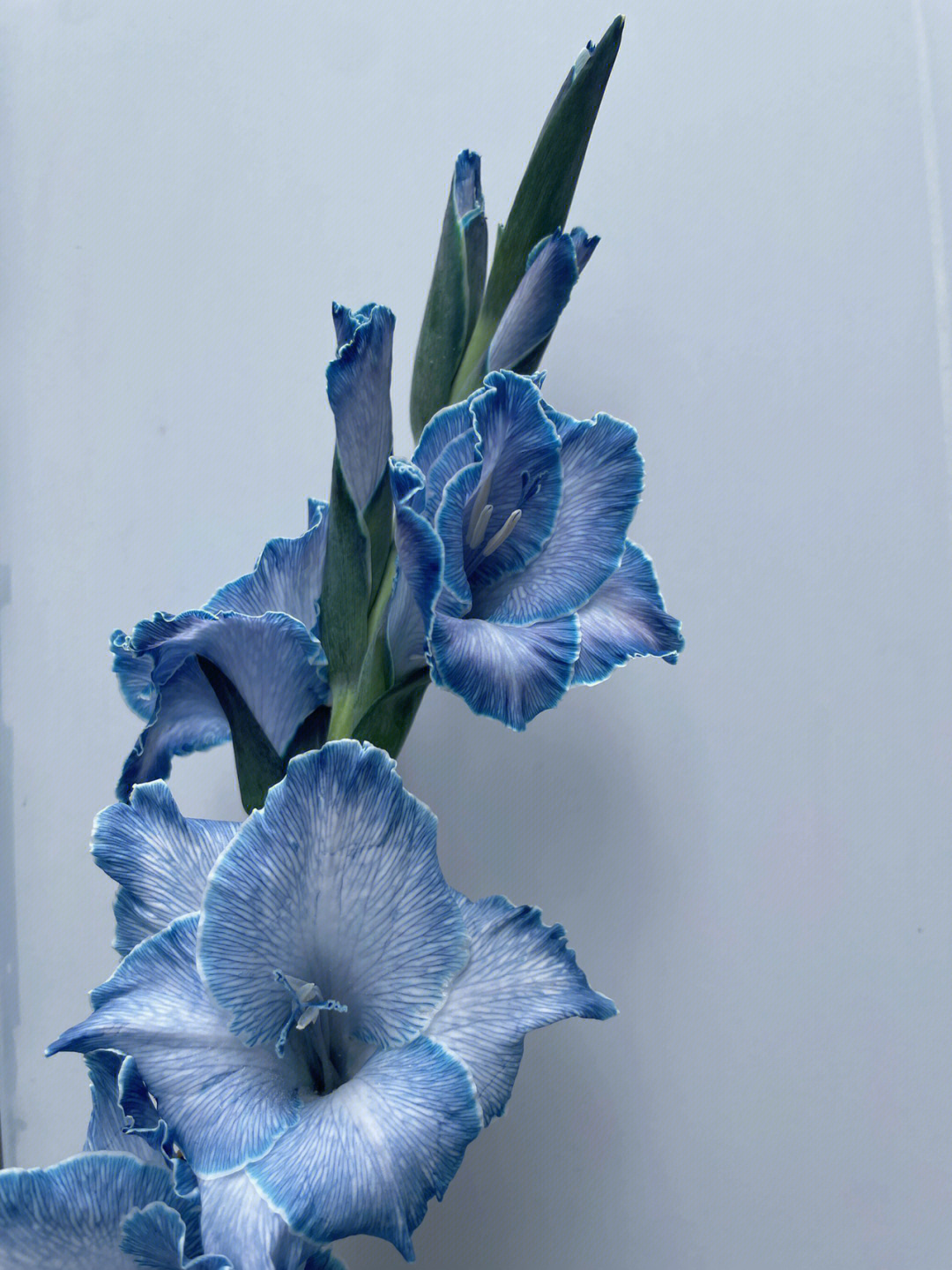 吸色剑兰,花纹清晰,颜色更有层次,花边轮廓蓝白相间,整体花色形成渐变