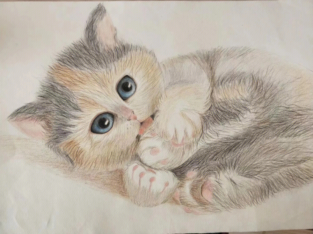 彩铅练笔可爱猫咪