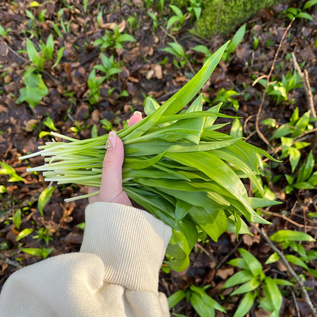 英国威尔士斯旺西野韭菜在春天