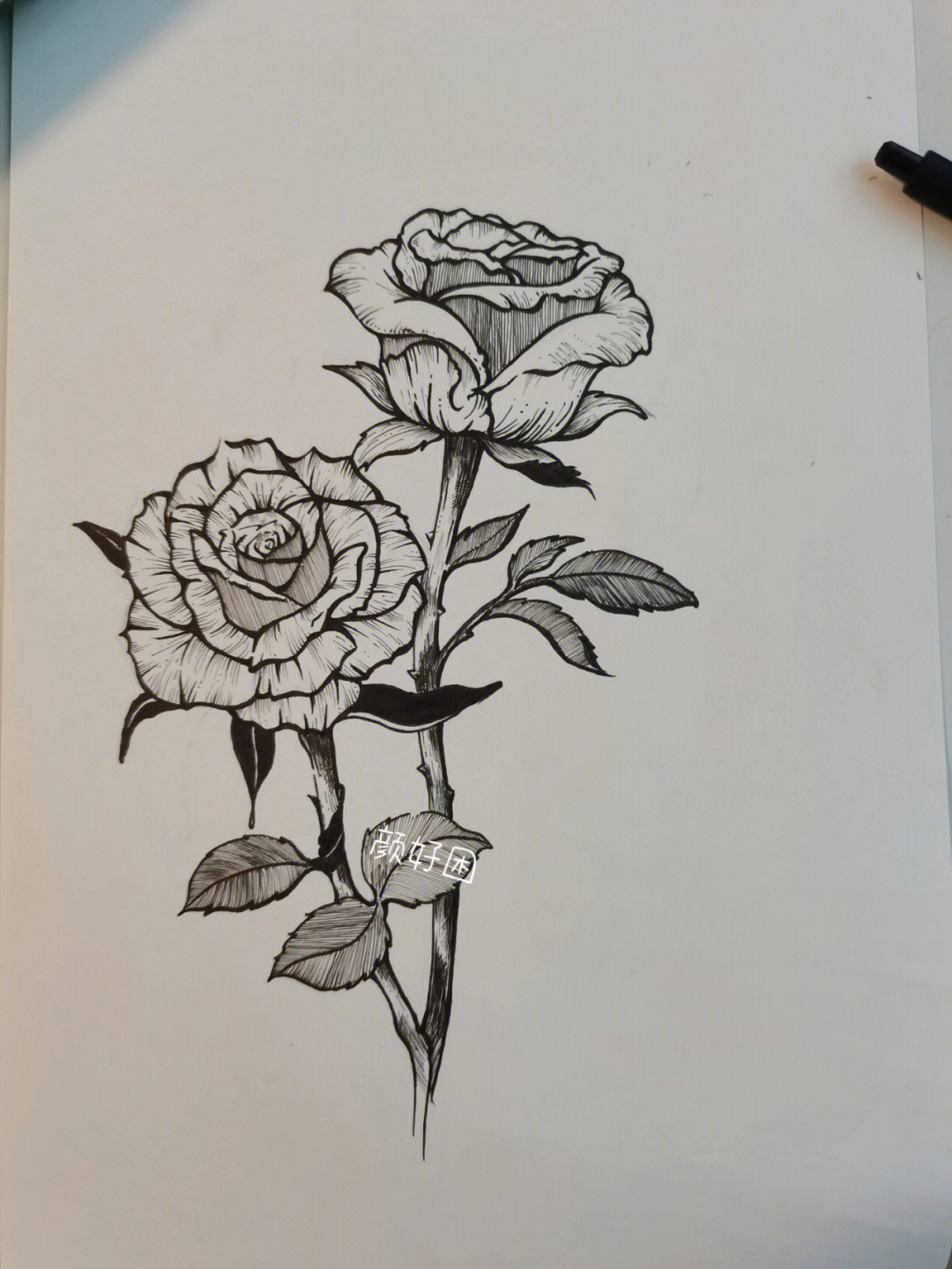 玫瑰黑白线描画图片