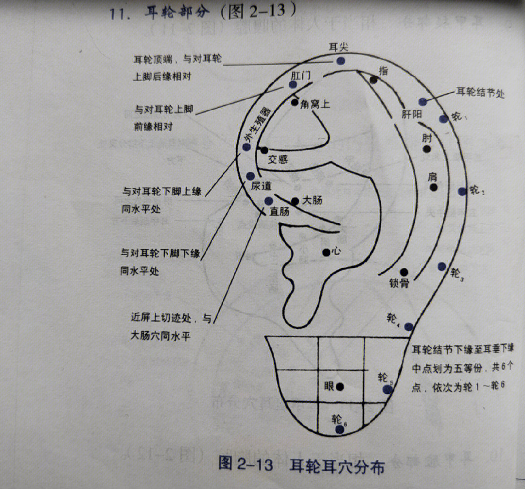 其上分布有166366个耳穴穴位,一起来认识下吧[微笑]93从耳轮脚