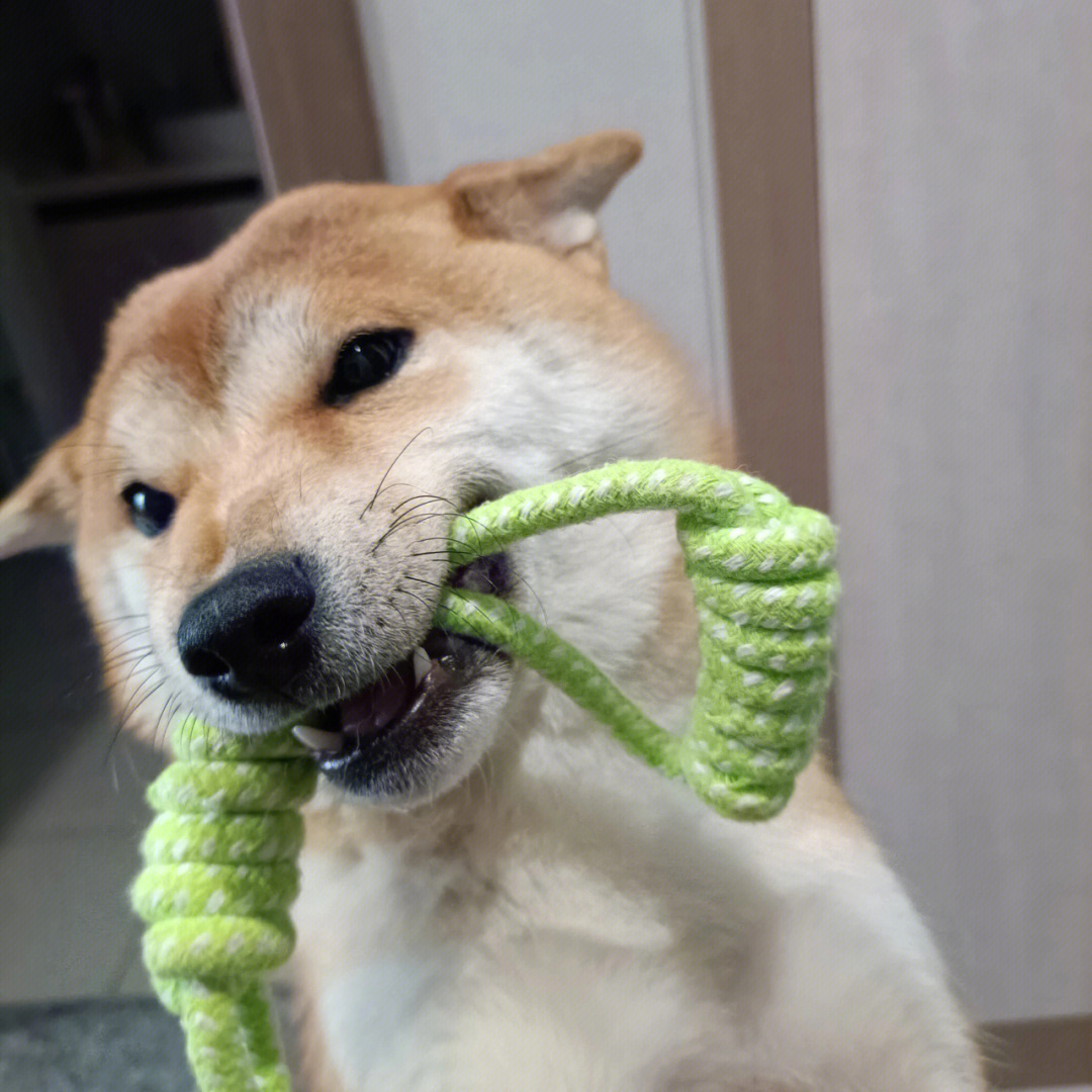 柴犬头顶飞机情侣图片图片