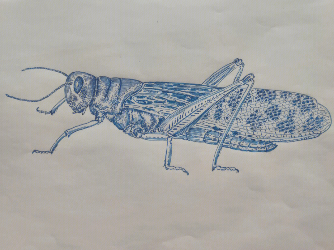 蝗虫的画法图片