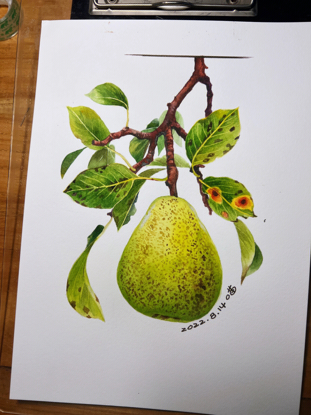水彩梨的画法图片
