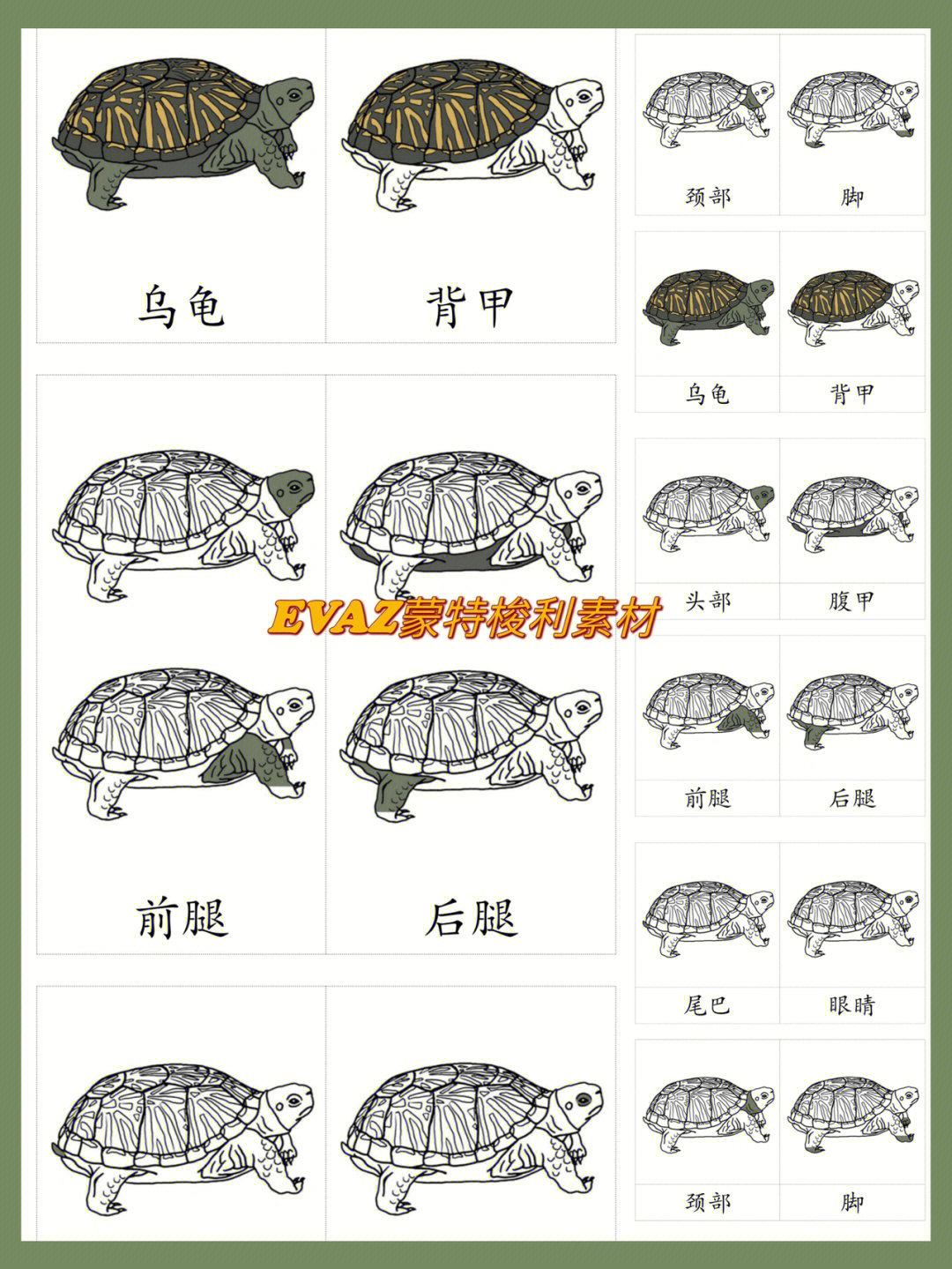 乌龟身体结构图图片
