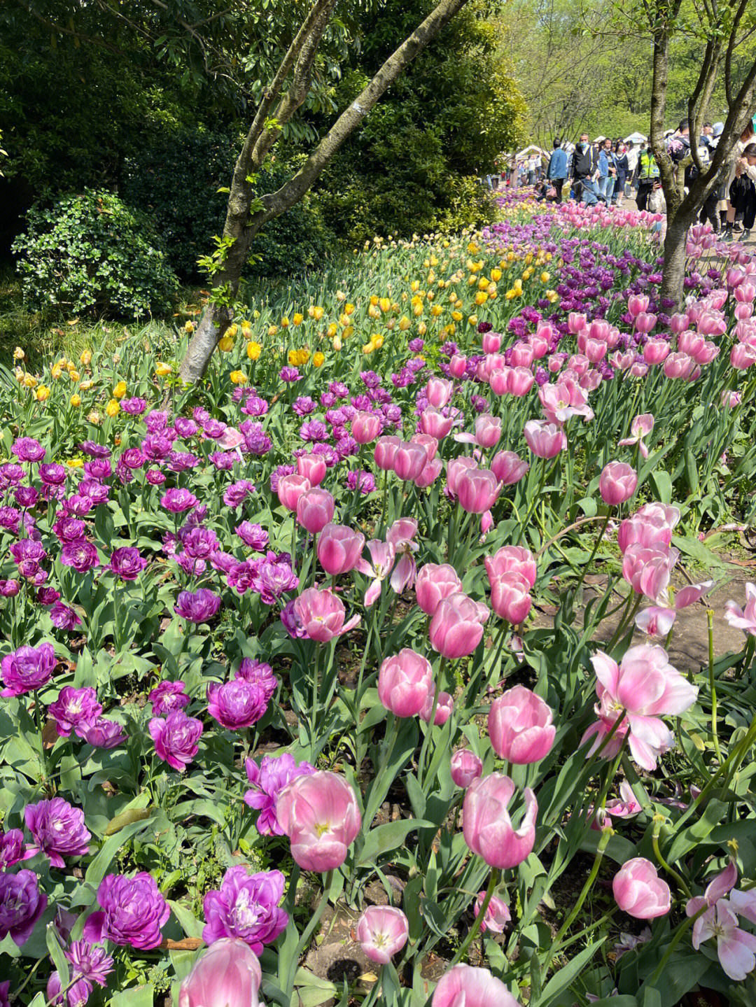 太子湾郁金香花展