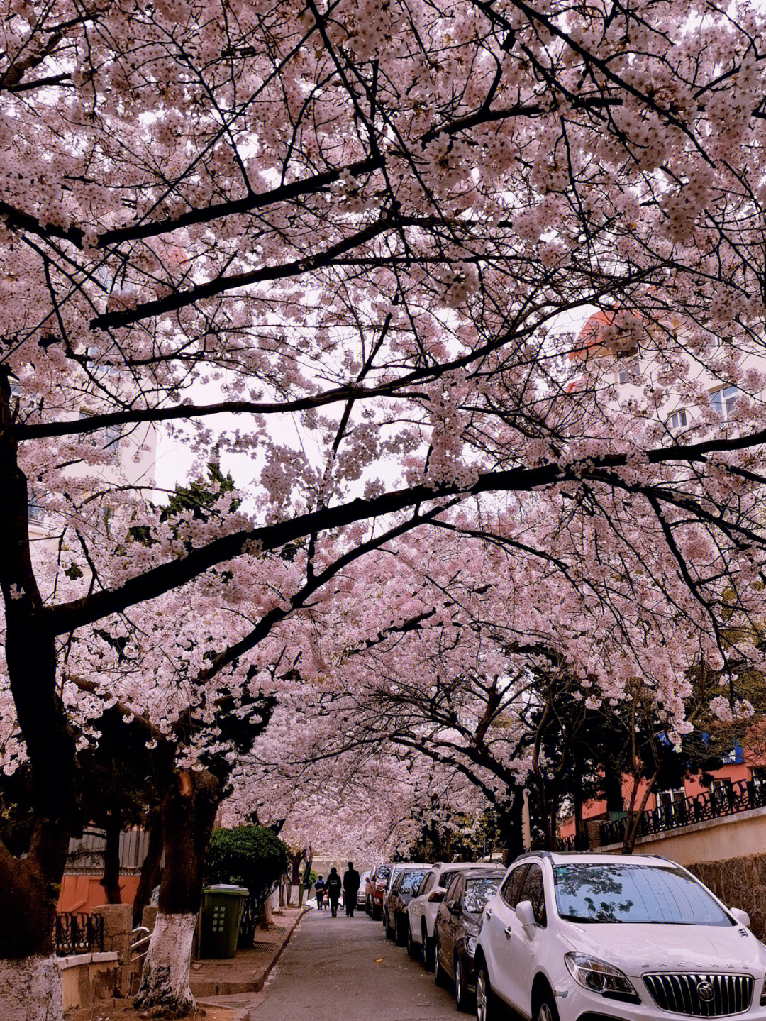 三明南路樱花图片