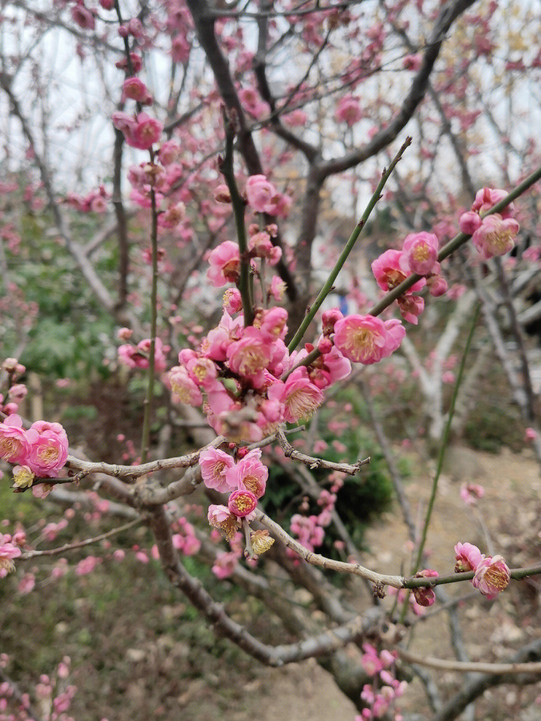 真如公园梅花